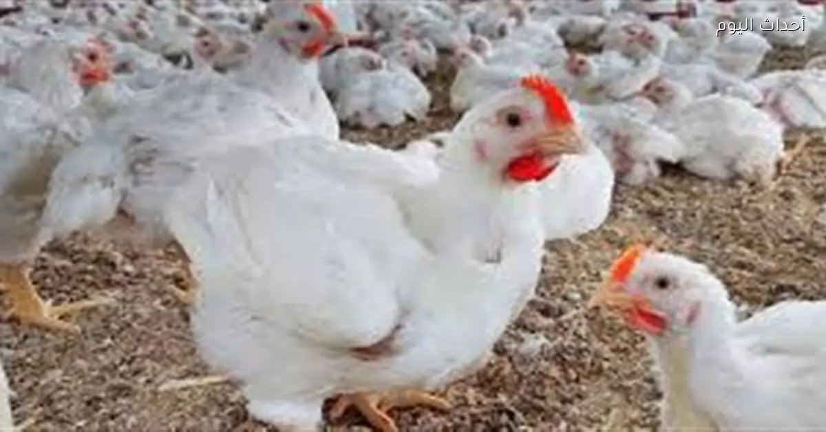 أسعار الدواجن الطازجة مستقرة مع ارتفاع شهري طفيف