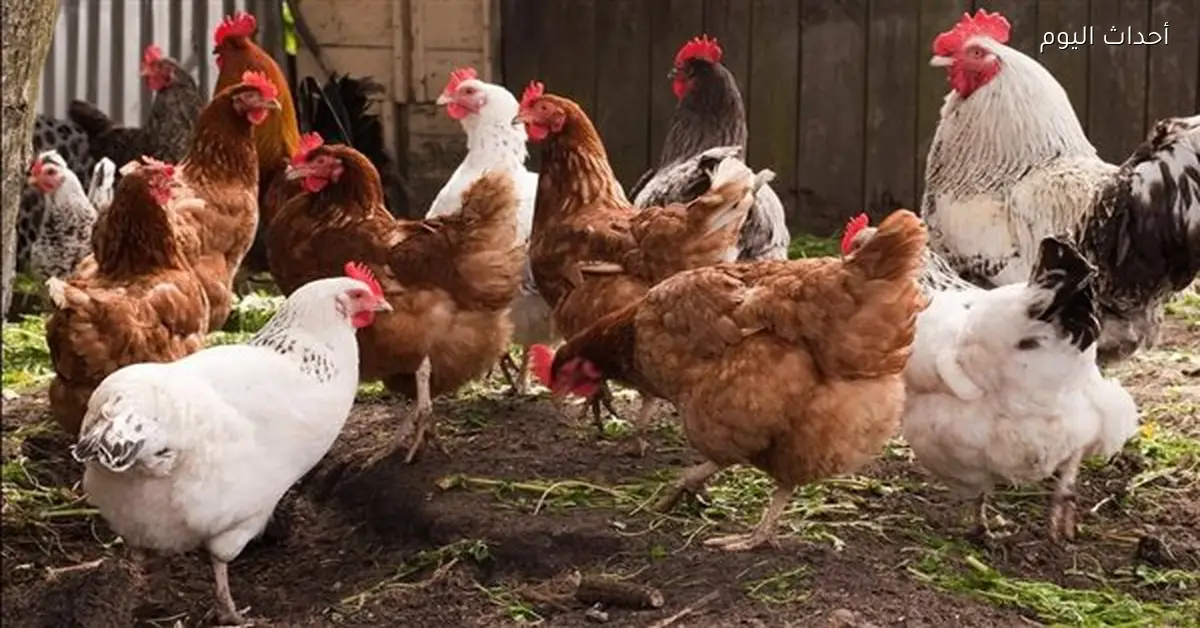 أسعار الدواجن ترتفع أسبوعياً والبلدي الأغلى رغم التراجع السنوي