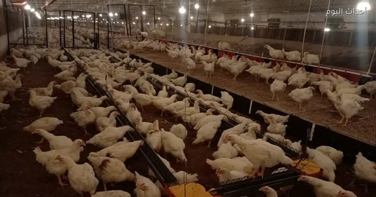 الزراعة تعتمد 22 منشأة داجنة جديدة خالية من إنفلونزا الطيور